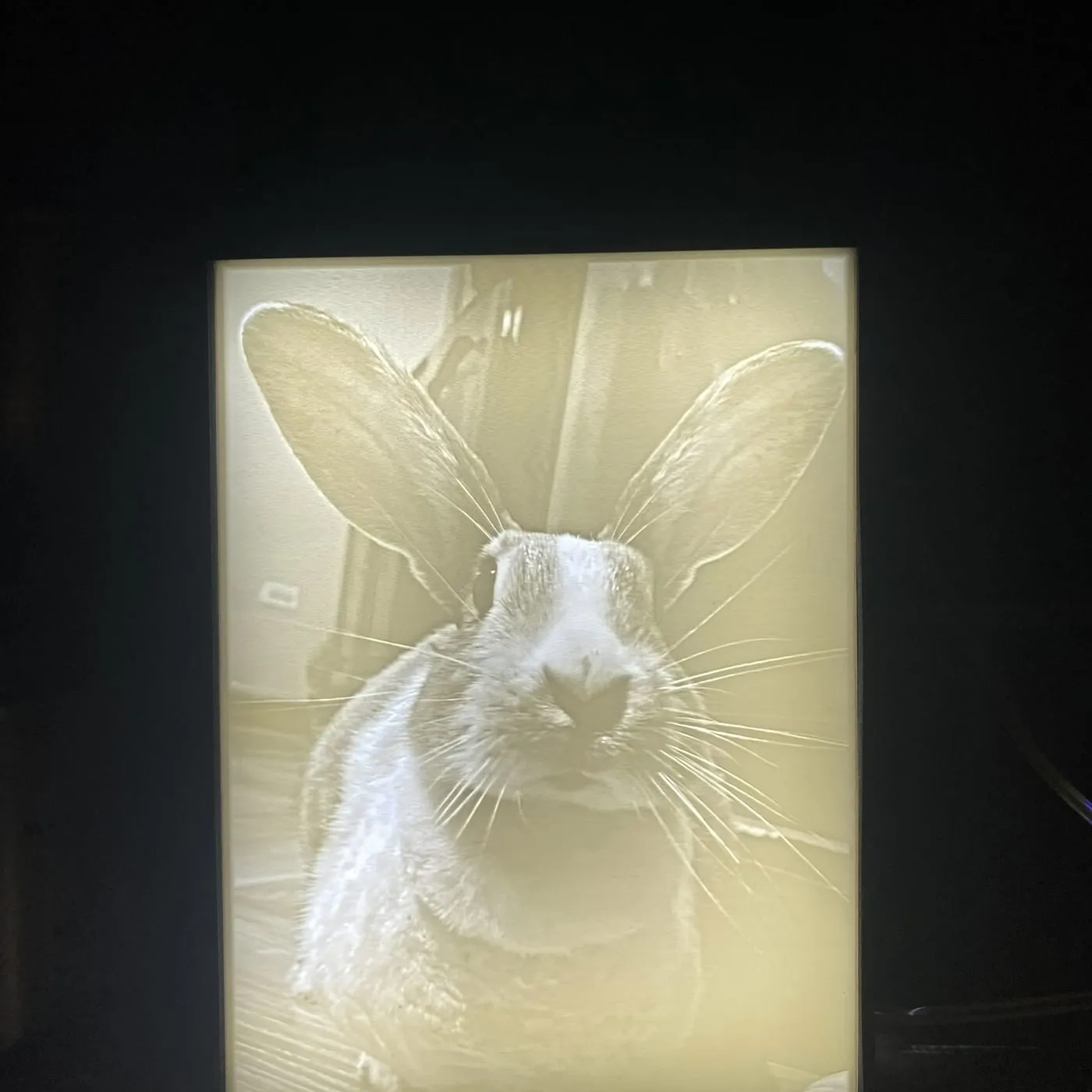 Litofanía retroiluminada con el retrato de un conejo